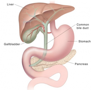 Exocrine Pancreatic Insufficiency