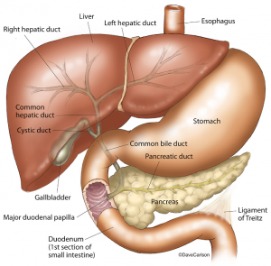 PERTs for Chronic Pancreatitis